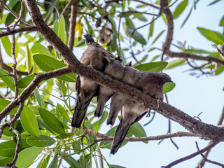 juvenile Zebra Dove on the branch of the tree