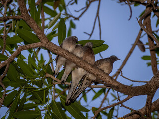 juvenile Zebra Dove on the branch of the tree