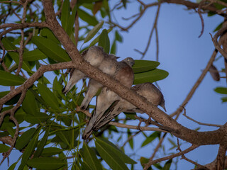 juvenile Zebra Dove on the branch of the tree