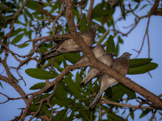 juvenile Zebra Dove on the branch of the tree