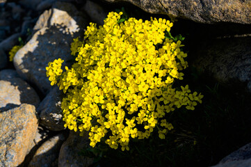 早池峰山に咲くナンブイヌナズナ
