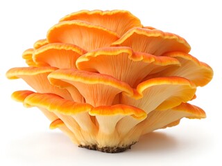 Chicken of the woods mushroom isolated on white background, Laetiporus sulphureus edible fungus with orange and yellow shelf-like fruiting bodies
