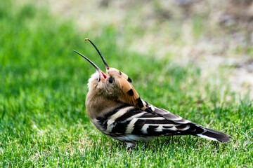 A close-up of a red dragonfly perched on a blue flower