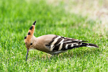 A hoopoe foraging on the grassland