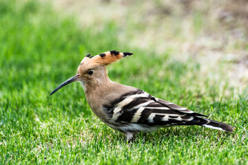 black winged blackbird in grass