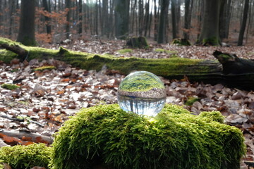 Friedwald-Stimmung mit Moos