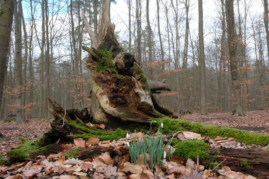 Friedwald-Stimmung mit Schneegl&ouml;ckchen