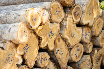 Stacked logs with numbered markings symbolizing the timber industry and deforestation impact. Concept of wood production, sustainable forestry, and environmental conservation awareness