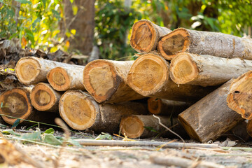 Stacked logs with numbered markings symbolizing the timber industry and deforestation impact. Concept of wood production, sustainable forestry, and environmental conservation awareness