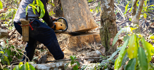 Worker cutting down a large tree with a chainsaw in the forest, representing logging, deforestation, and environmental exploitation. Concept of forestry, wood industry, and sustainability awareness