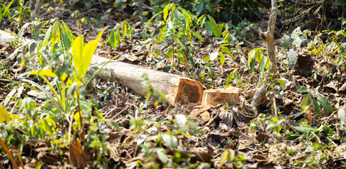 Concept of logging, environmental destruction, and forest conservation awareness for sustainability, Tree stump and fallen branches on dry forest ground showing the impact of deforestation