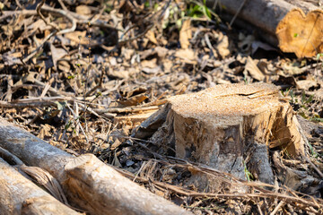 Concept of logging, environmental destruction, and forest conservation awareness for sustainability, Tree stump and fallen branches on dry forest ground showing the impact of deforestation