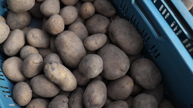 Freshly harvested dirty potatoes in a blue crate symbolizing natural farm produce and organic rural agriculture food background