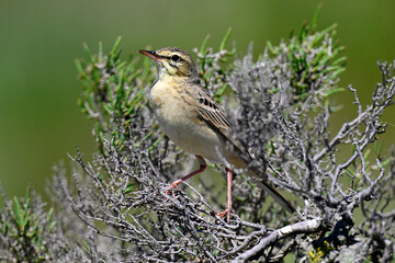 Brachpieper // Tawny Pipit (Anthus campestris) - Vjosa-Narta Delta, Albanien