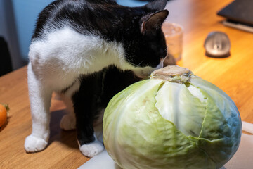 Domestic cat with fresh garden vegetables cabbage, carrot and onion, countryside still life and...