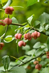 Colorful Euonymus Berries on Branches in Autumn Forest