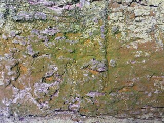 Close up of tree bark weathered with green moss texture. Suitable for background 