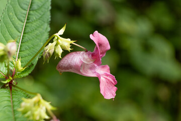 Close-up of Himalayan balsam flowers blooming in a natural habitat