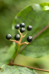 Closeup of Wild Berries Growing in Alpine Nature