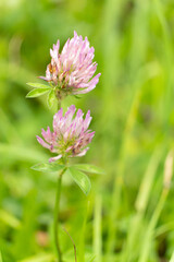 Blooming Clover Close-Up, Summer Nature Macro