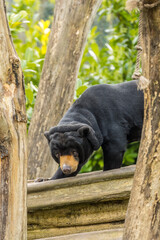 Sun bear (Helarctos malayanus)