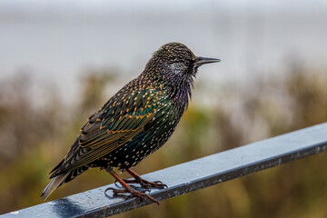 Starling (Sturnus vulgaris)
