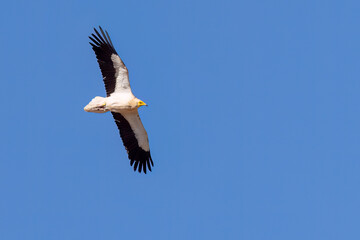 Egyptian vulture (Neophron percnopterus)