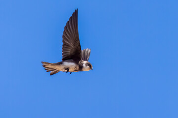 Sand martin (Riparia riparia)