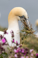 Gannet (Morus bassanus)