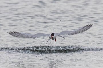 Common tern (Sterna hirundo)