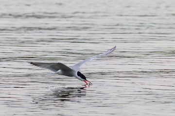 Common tern (Sterna hirundo)