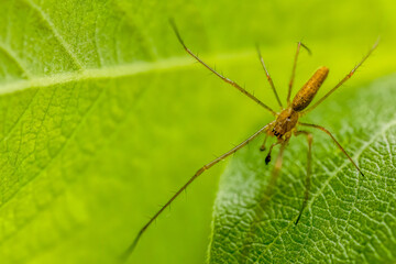 Common stretch spider (Tetragnatha extensa)