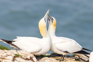 Gannet (Morus bassanus)