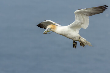 Gannet (Morus bassanus)