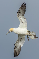Gannet (Morus bassanus)