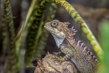  Forest dragon (Lophosaurus boydii)