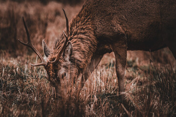 Red Deer in the scottish highlands, UK.
