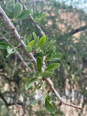 Old houses in Tafraout morocco. 