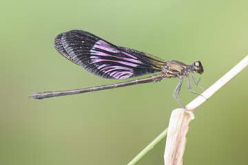 close up of a dragonfly