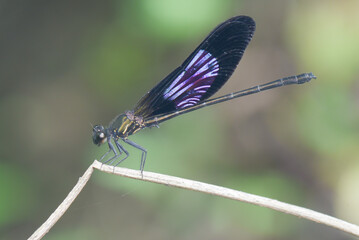 dragonfly close up