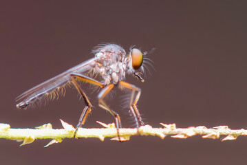 fly on leaf