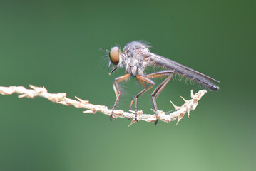 Robberfly on grass in tropical forest