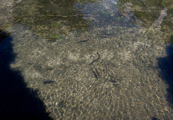decorative pond with fish