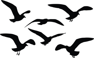 Seagull bird silhouette vector set in flight poses, black illustrations with wing spread for nature, wildlife, decor, study, art