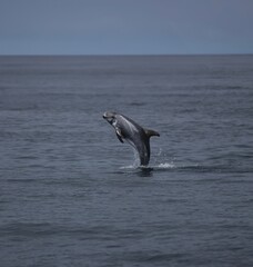 risso dolphin jumping out of the water in Monterey bay, California  © Hanna Köllisch