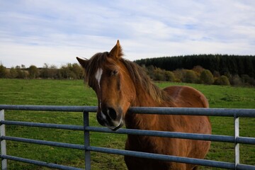Fototapeta premium Brown horse with white marking resting on fence