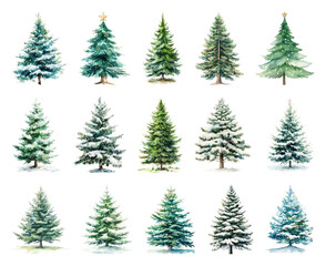 Obraz premium Diverse evergreen trees collection