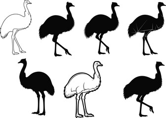 Emu bird vector illustration set in seven artistic styles, black silhouettes and line drawings for nature, wildlife, decor, study