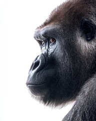Obraz premium Gorilla Profile. Isolated Ape Portrait on White Background for Close-up Wildlife Editing