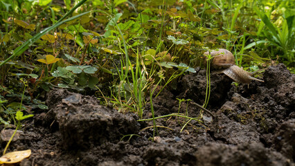 Snail crawling on moist soil in green undergrowth
